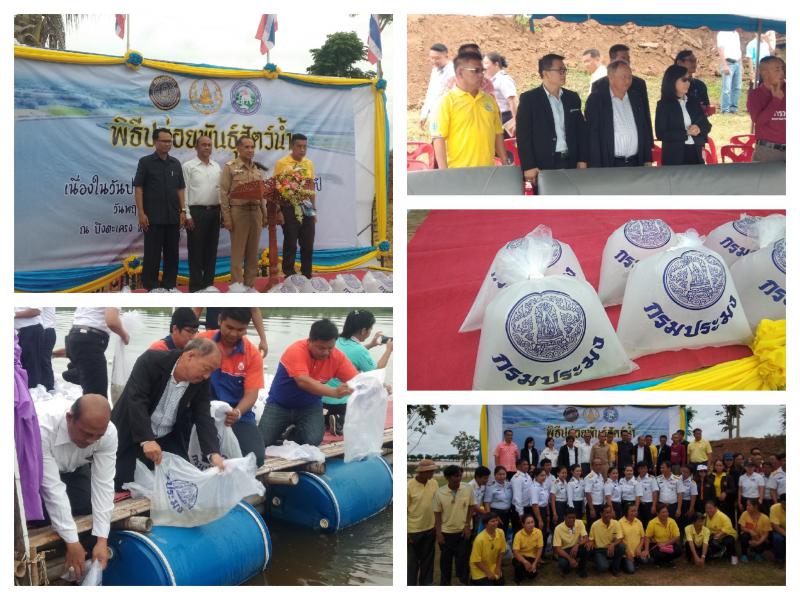 Mol-Thailand